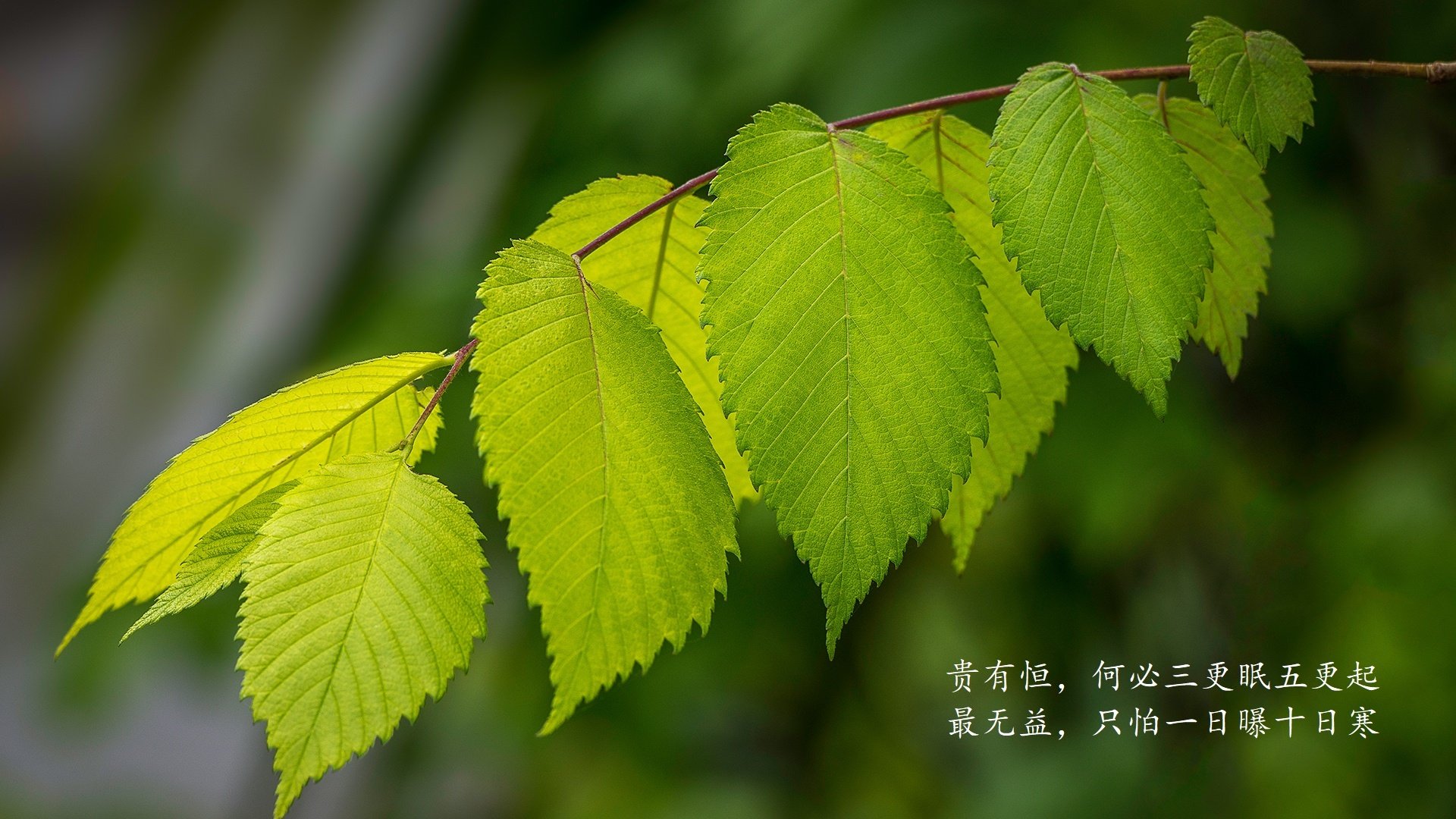 德甲极速反击:冲破防线的瞬间令人惊叹,德甲打法